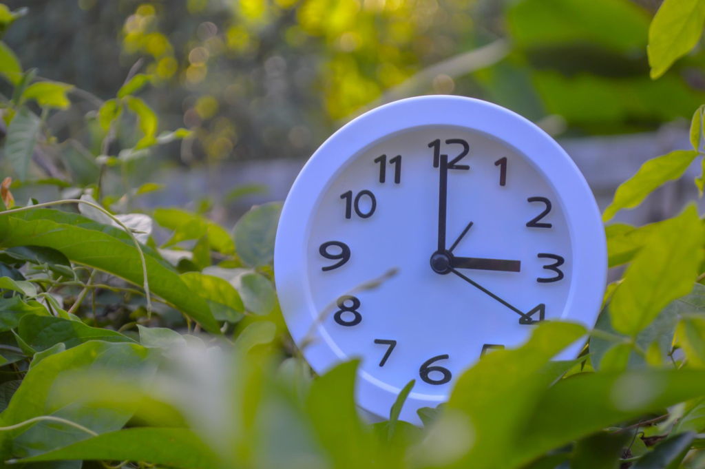 clock in the forest with leaf